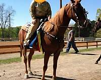 lesson-tennessee-walking-horse