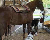 ridden-western-tennessee-walking-horse