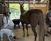 saddle-seat-tennessee-walking-horse
