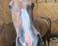 show-tennessee-walking-horse