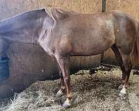 show-experience-tennessee-walking-horse