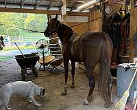 trained-tennessee-walking-horse