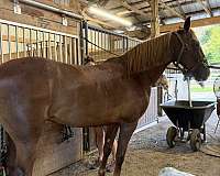 western-riding-tennessee-walking-horse