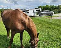 trail-riding-tennessee-walking-horse