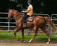 free-breeding-tennessee-walking-horse