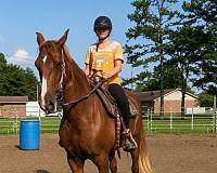 honest-tennessee-walking-horse