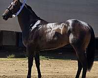 quarter-horse