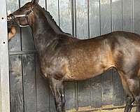 quarter-horse-for-sale