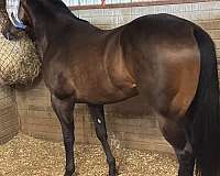 quarter-horse-gelding