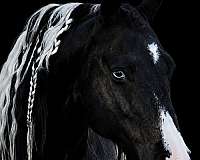 black-overo-fbhr-gelding