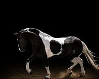 two-blue-eyes-horse