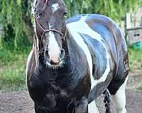 black-overo-two-blue-eyes-horse