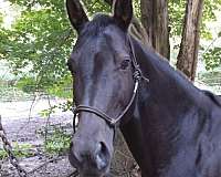 dappled-tennessee-walking-horse