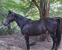 trail-tennessee-walking-horse