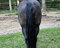 liver-chestnut-tennessee-walking-mare
