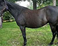 liver-chestnut-cross-horse