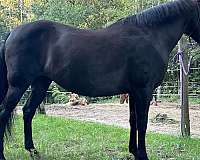 liver-chestnut-dappled-horse