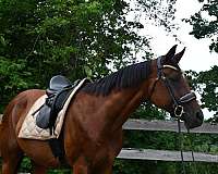 showmanship-appendix-quarter-horse