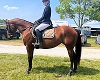 bay-appendix-quarter-horse-mare