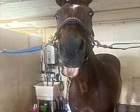 bay-roan-appendix-quarter-horse-mare