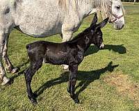 17-hand-mule-filly