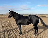 th-quarter-horse