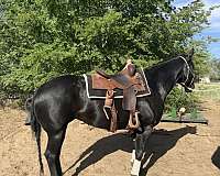 black-th-horse