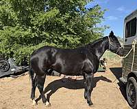 th-mare