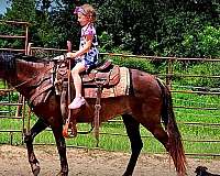 gaited-prospect-paso-fino-horse