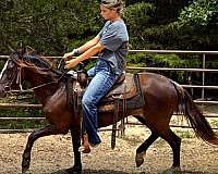 trail-prospect-paso-fino-horse
