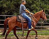 fun-trail-horse-paso-fino