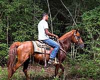 smooth-gaited-horse-paso-fino