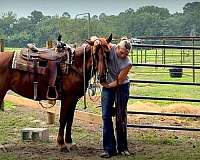 ranch-trail-horse-paso-fino
