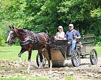 all-around-morgan-horse