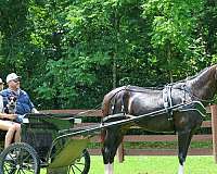 athletic-morgan-horse