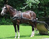 beginner-morgan-horse