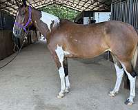 flashy-missouri-fox-trotter-horse