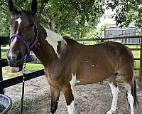 gaited-missouri-fox-trotter-horse
