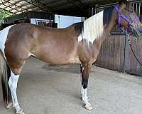 barrel-racing-missouri-fox-trotter-horse