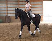 harness-mustang-horse