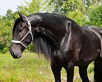 all-around-mustang-horse