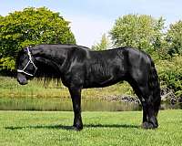 calf-roping-mustang-horse