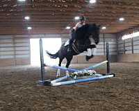 drill-team-mustang-horse