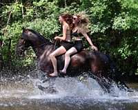experienced-mustang-horse