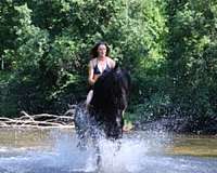 field-trial-mustang-horse