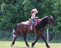 build-mustang-horse