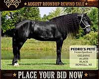 check-him-out-mustang-horse