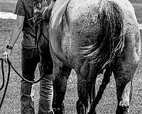 field-trial-quarter-horse