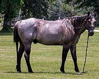 experienced-quarter-horse