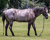 endurance-quarter-horse